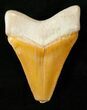 Orange Bone Valley Megalodon Tooth #17180-1